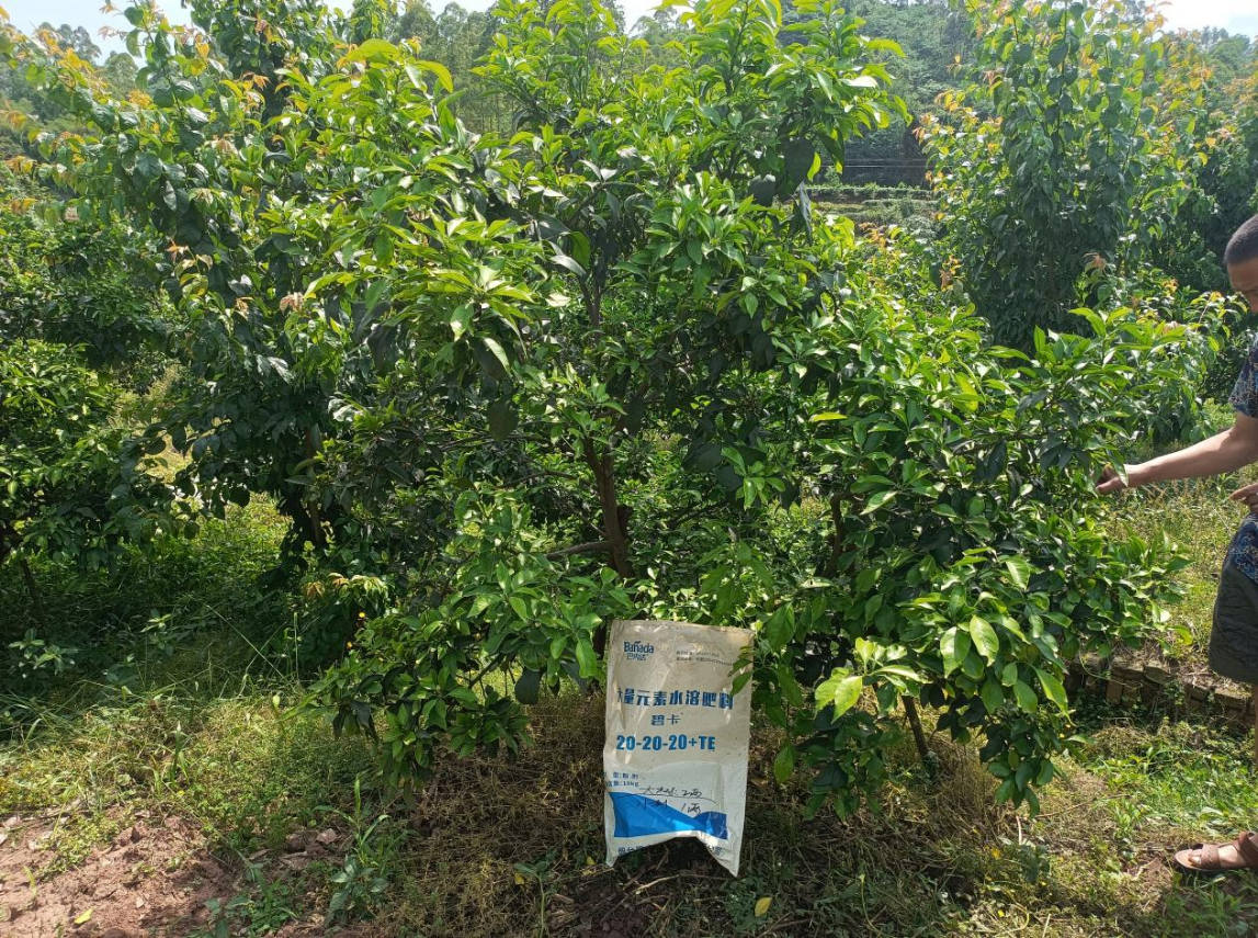 氨基酸水溶肥為什么受歡迎，還不趕緊看這里