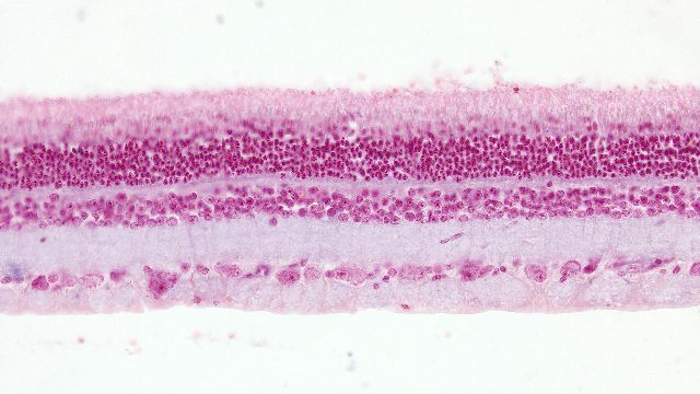 Axiolab 5 正置显微镜