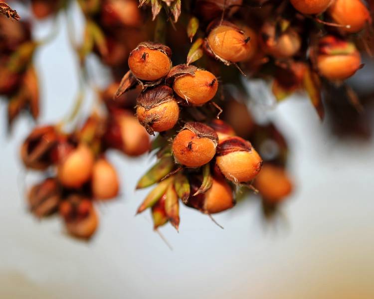 The Journey of A Sorghum