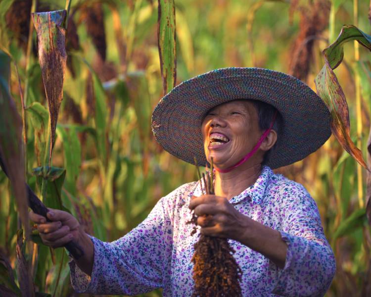 The Journey of A Sorghum