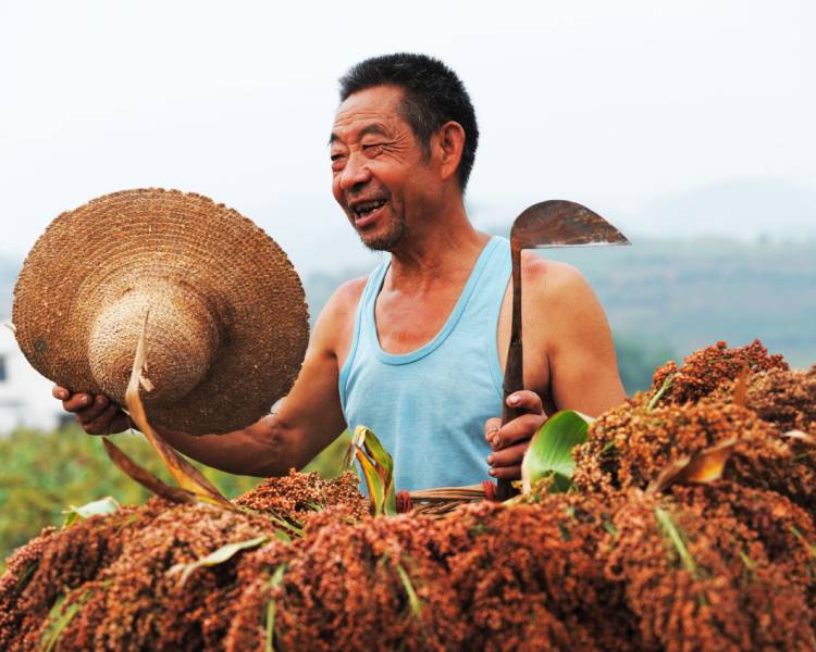 The Journey of A Sorghum