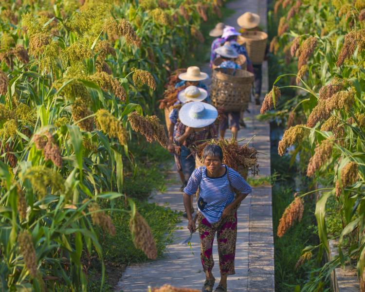 The Journey of A Sorghum