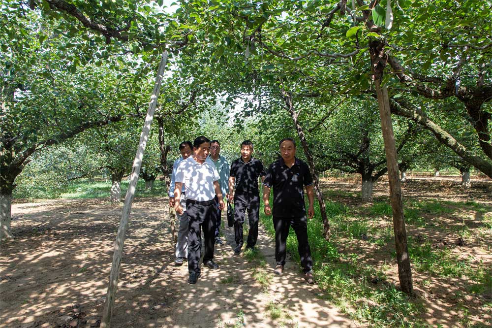 梨膏项目更进一步!湖北李时珍中医药控股集团赴砀山县实地考察交流! 梨膏项目更进一步!湖北李时珍中医药控股集团赴砀山县实地考察交流!