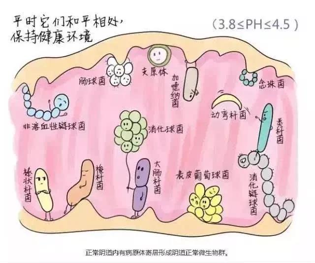 關(guān)于女性的這個通道，你必須要知道！-婦科凝膠代加工