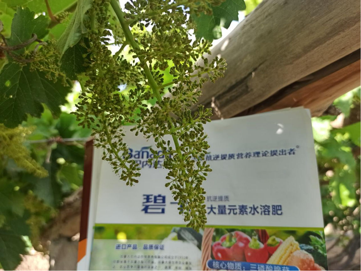 水溶肥品牌好不好，這幾點很關(guān)鍵