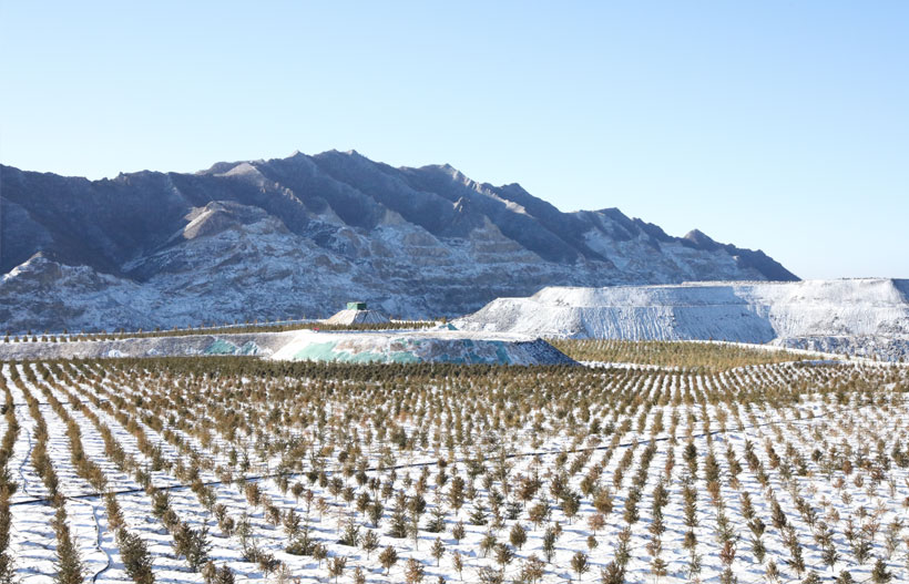 华美生态组织科研和技术人员查看内蒙矿山栽植植物越冬生长状况