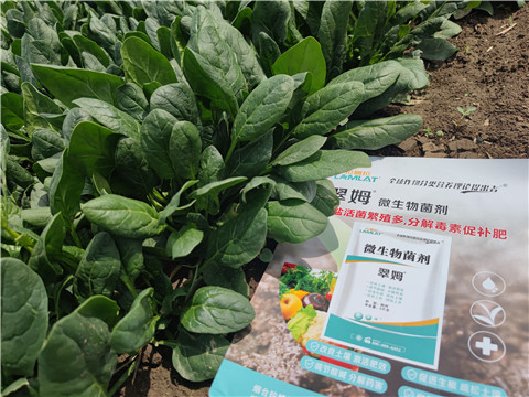 微生物菌剂“防病增产”秘密,在这里! 微生物菌剂“防病增产”秘密,在这里!