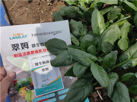 微生物菌剂“防病增产”秘密,在这里! 微生物菌剂“防病增产”秘密,在这里!