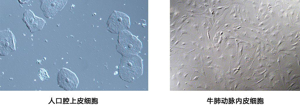 RX50研究级实验室生物显微镜