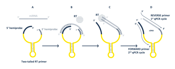 BioVendor新推出miRNA检测方法—Two-Tailed RT-qPCR