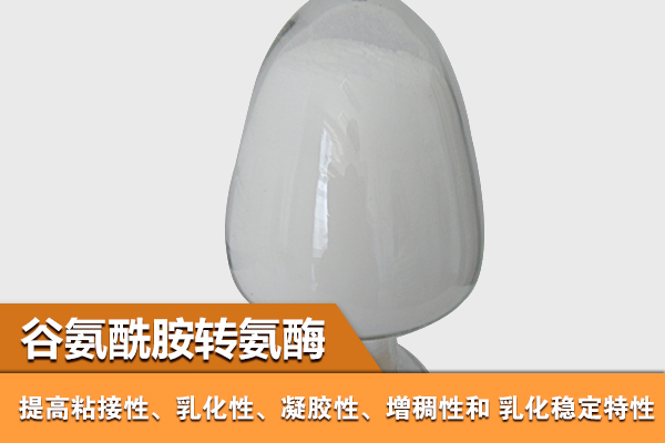 氨酰胺转氨酶 氨酰胺转氨酶