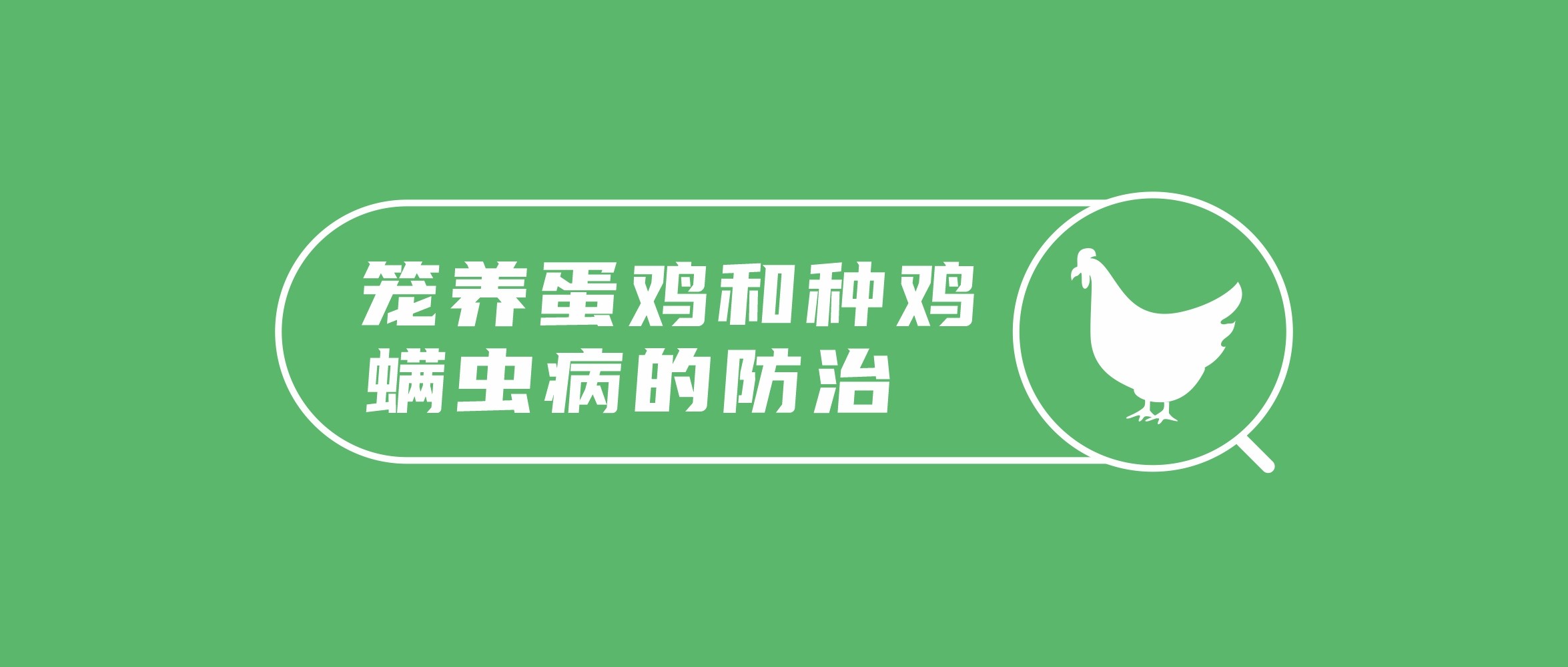 淺談籠養(yǎng)蛋雞和種雞螨蟲病的防治