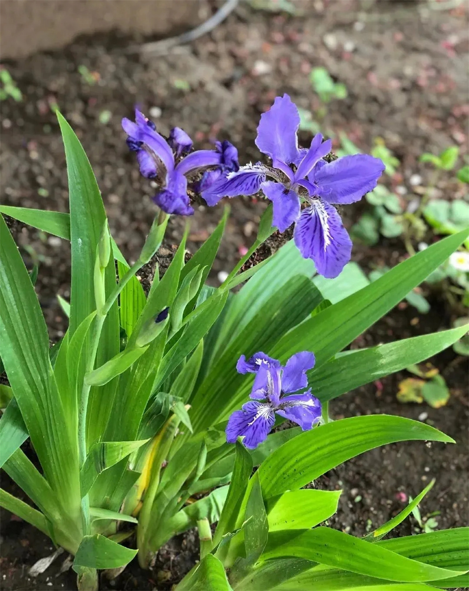 6种蓝色系的花，夏天最适合养，清凉又舒爽！