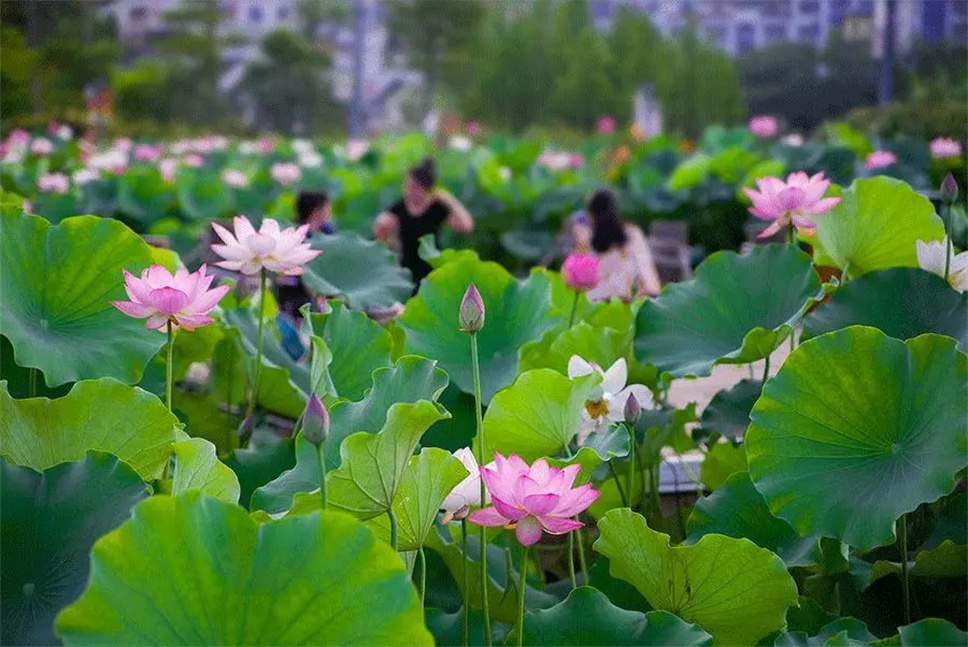 花开半夏，生如荷花之绚烂~