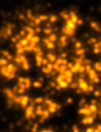 Elyra 7 超高分辨率活细胞成像系统
