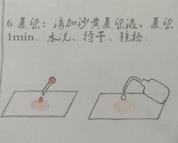 微生物检验中常用的染色方法介绍