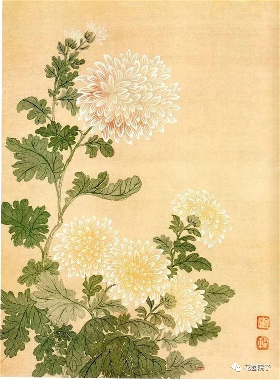 恽寿平没骨菊花画法图片