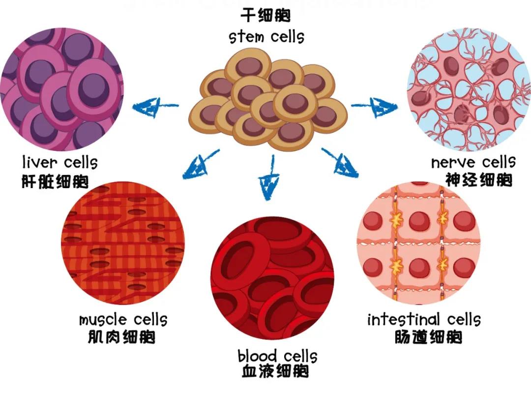 干细胞和免疫细胞，它们有什么区别？