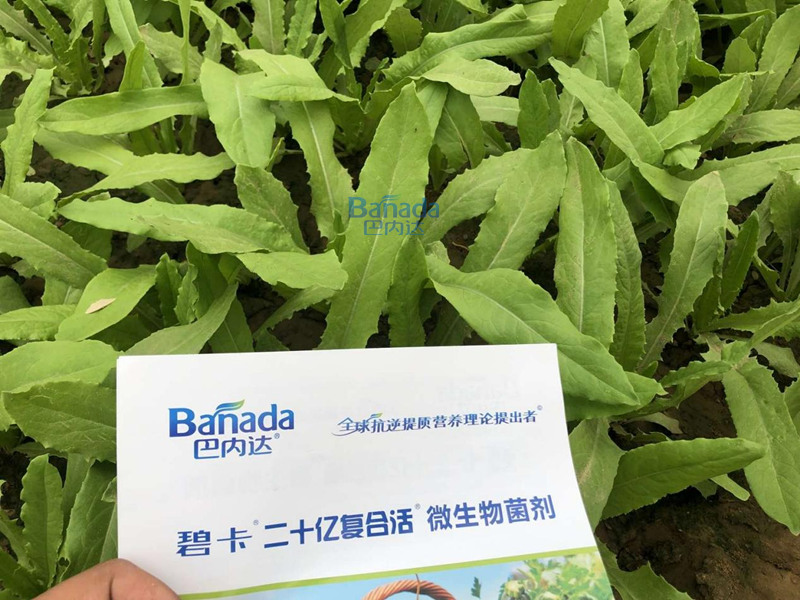 微生物菌剂在蔬菜上的效果如何？