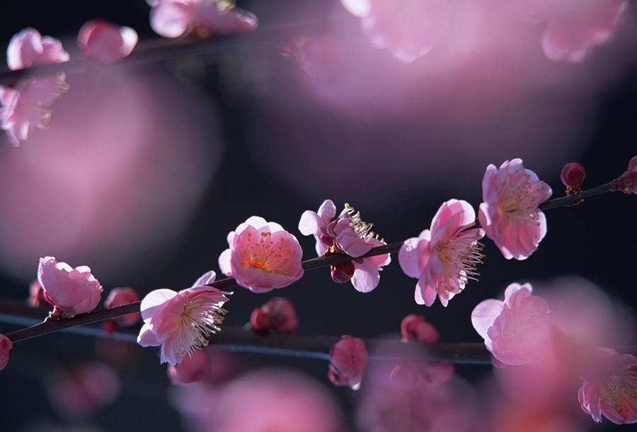 一夜春雨桃花粉 初心不改羽球人