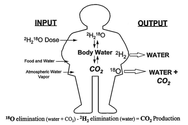 應用ABB LGR分析儀與雙標水法(Doubly-Labeled Water Method)顯著地促進人體能量消耗的評估