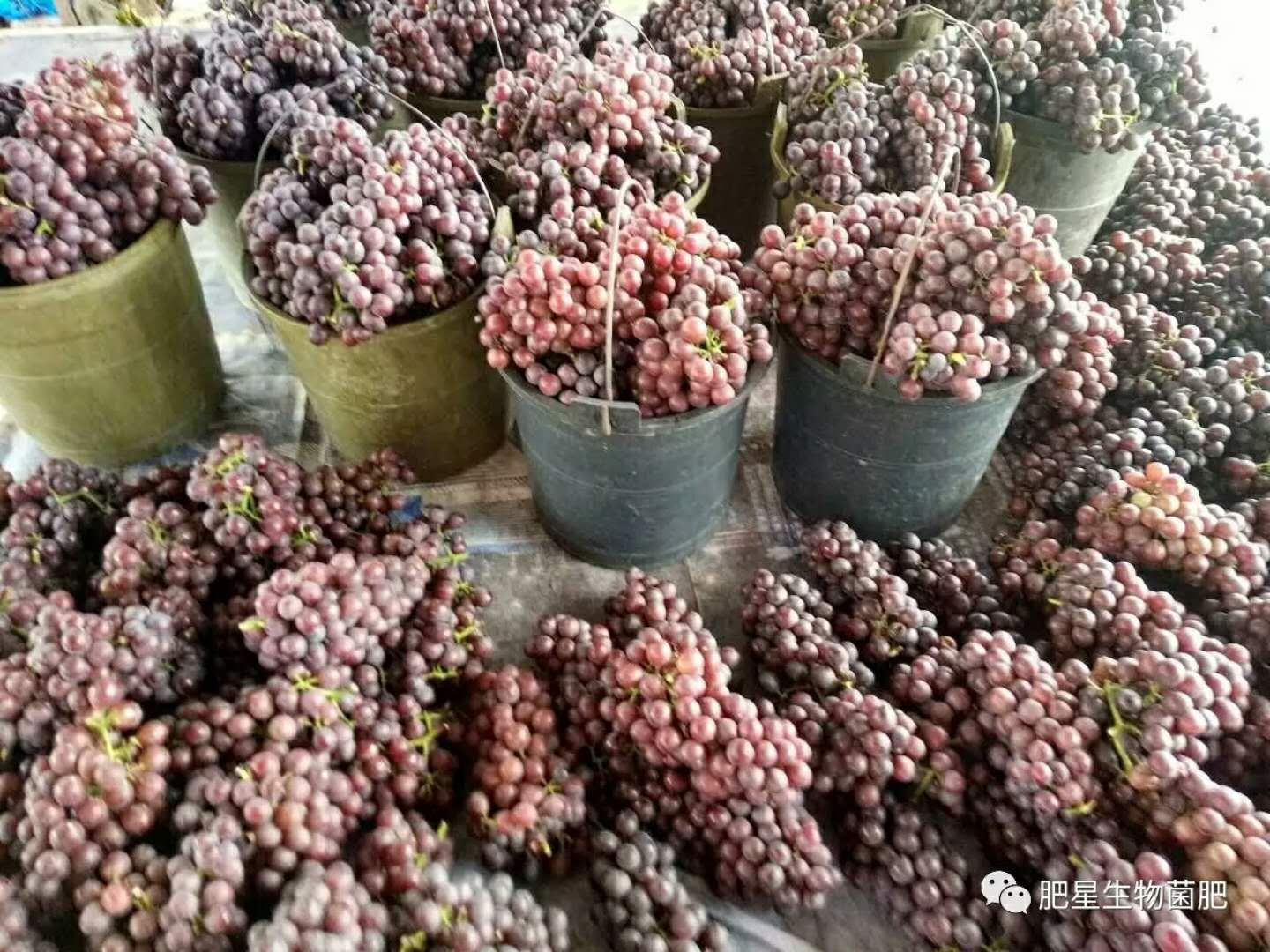 一斤葡萄價格差5元,同是一個園子的葡萄差別怎么這么大? 一斤葡萄價格差5元,同是一個園子的葡萄差別怎么這么大?