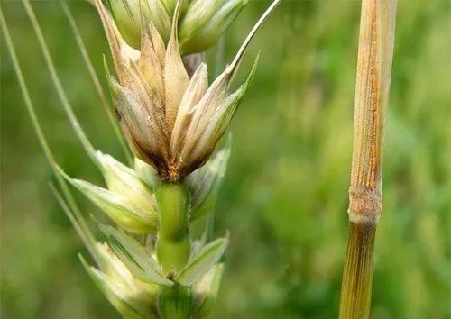 【植保必读】小麦赤霉病怎么防治效果好，防治要点在哪里？