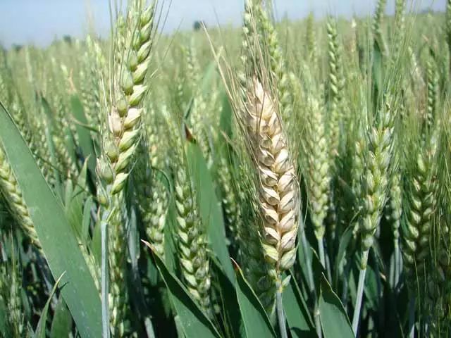 【植保必读】小麦赤霉病怎么防治效果好，防治要点在哪里？