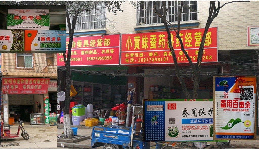 省蚕桑创新团队到广西宜州进行蚕药市场调研 省蚕桑创新团队到广西宜州进行蚕药市场调研