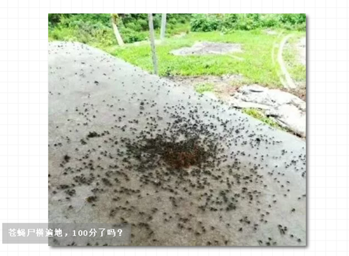 99%的养猪人都错了！专家告诉你真正对的灭蝇方法！