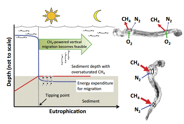通过幽蚊属气孢运输的孔隙水甲烷:一种能量优势