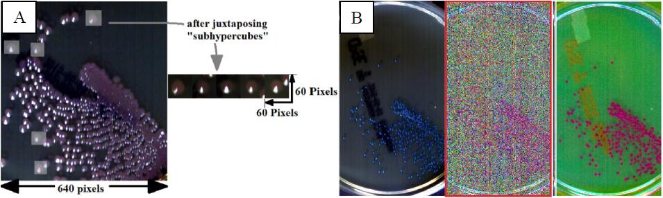 应用高光谱成像技术鉴定固体显色培养基菌落