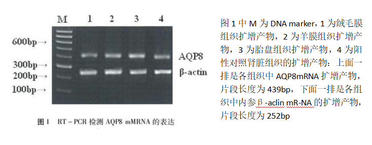 術爾泰聯合紅外線照射治療感染性大水皰效果觀察