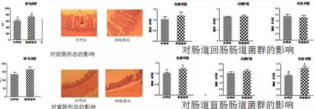 丁酸梭菌在替抗集成解决方案中的应用实践——王丽博士在BFC会议上的报告