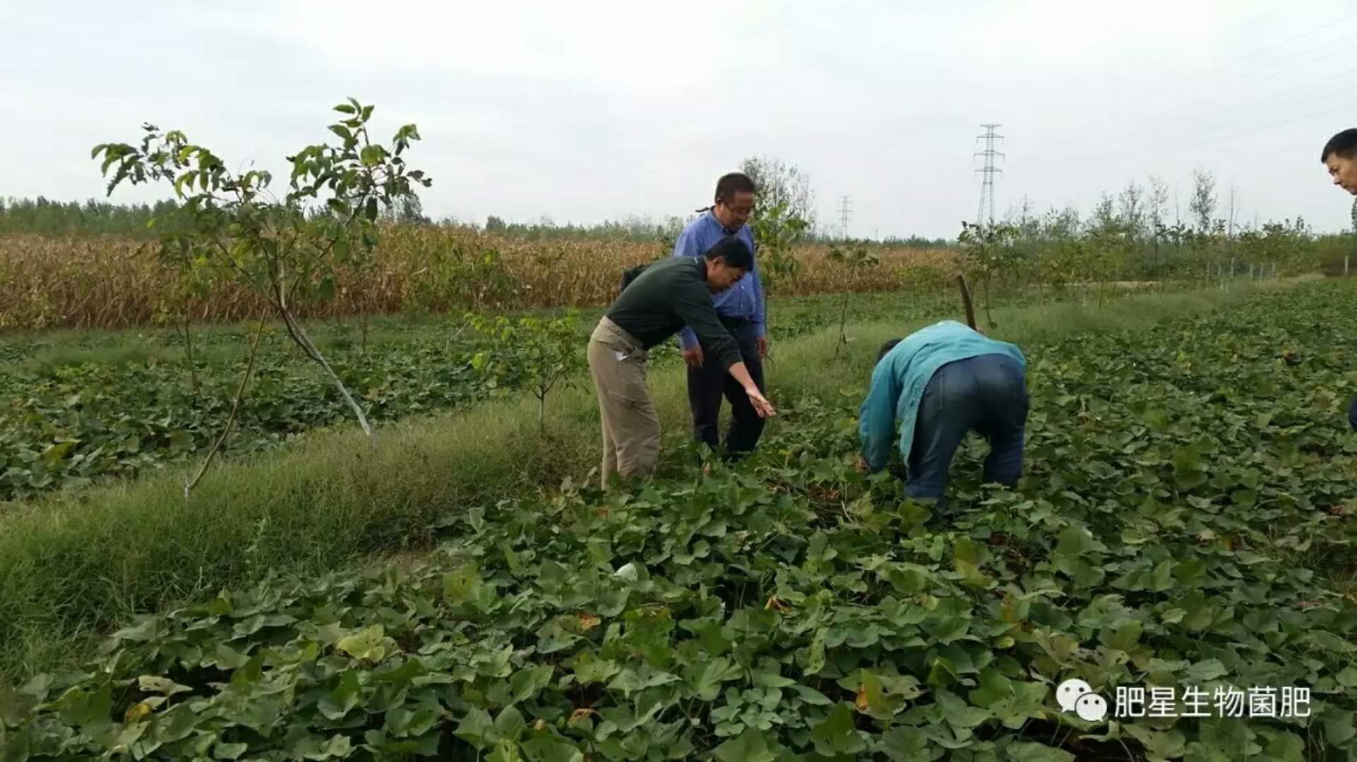誰家的紅薯咋這么好吃? 誰家的紅薯咋這么好吃?