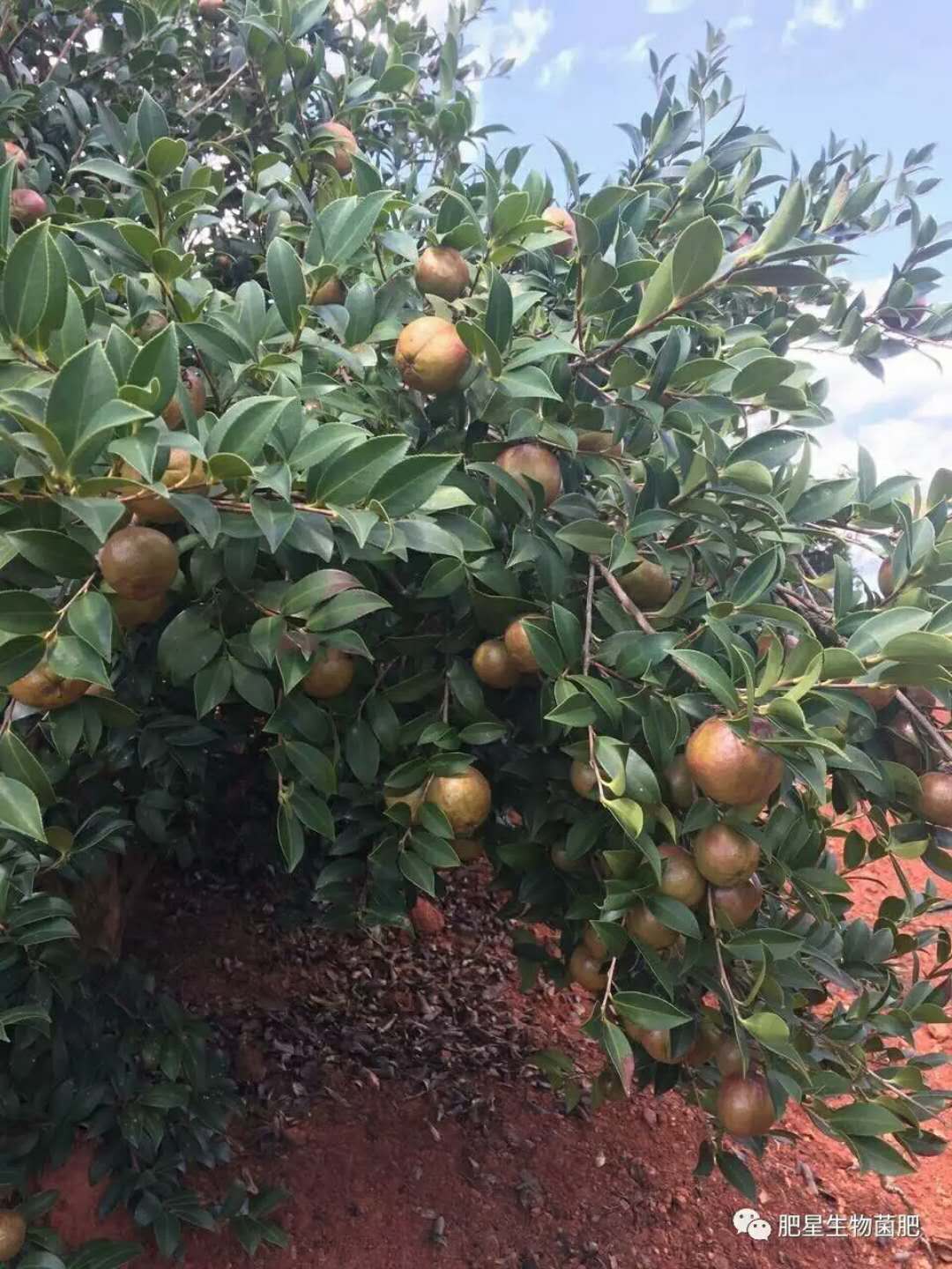 油茶 像小蘋果,這可不是隨便說說的 油茶 像小蘋果,這可不是隨便說說的