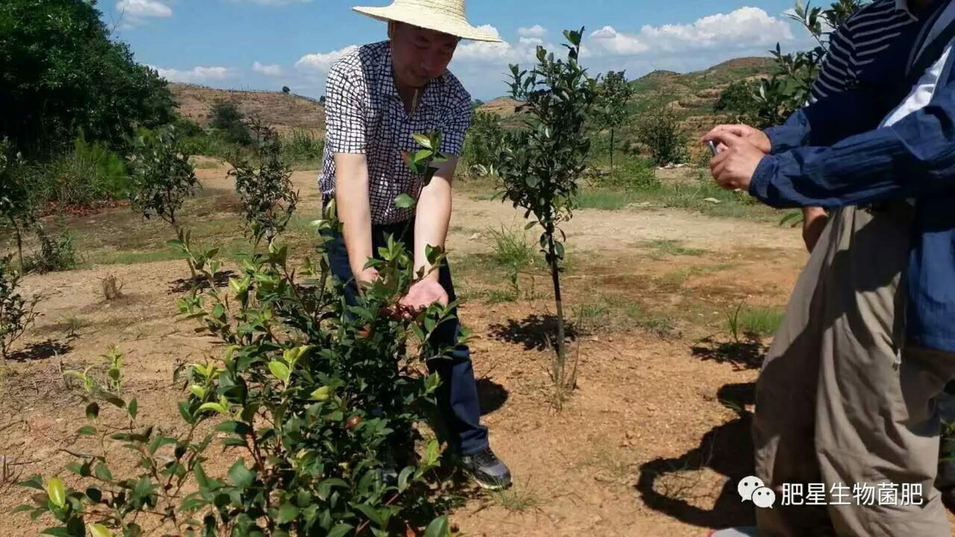 油茶 像小蘋果,這可不是隨便說說的 油茶 像小蘋果,這可不是隨便說說的