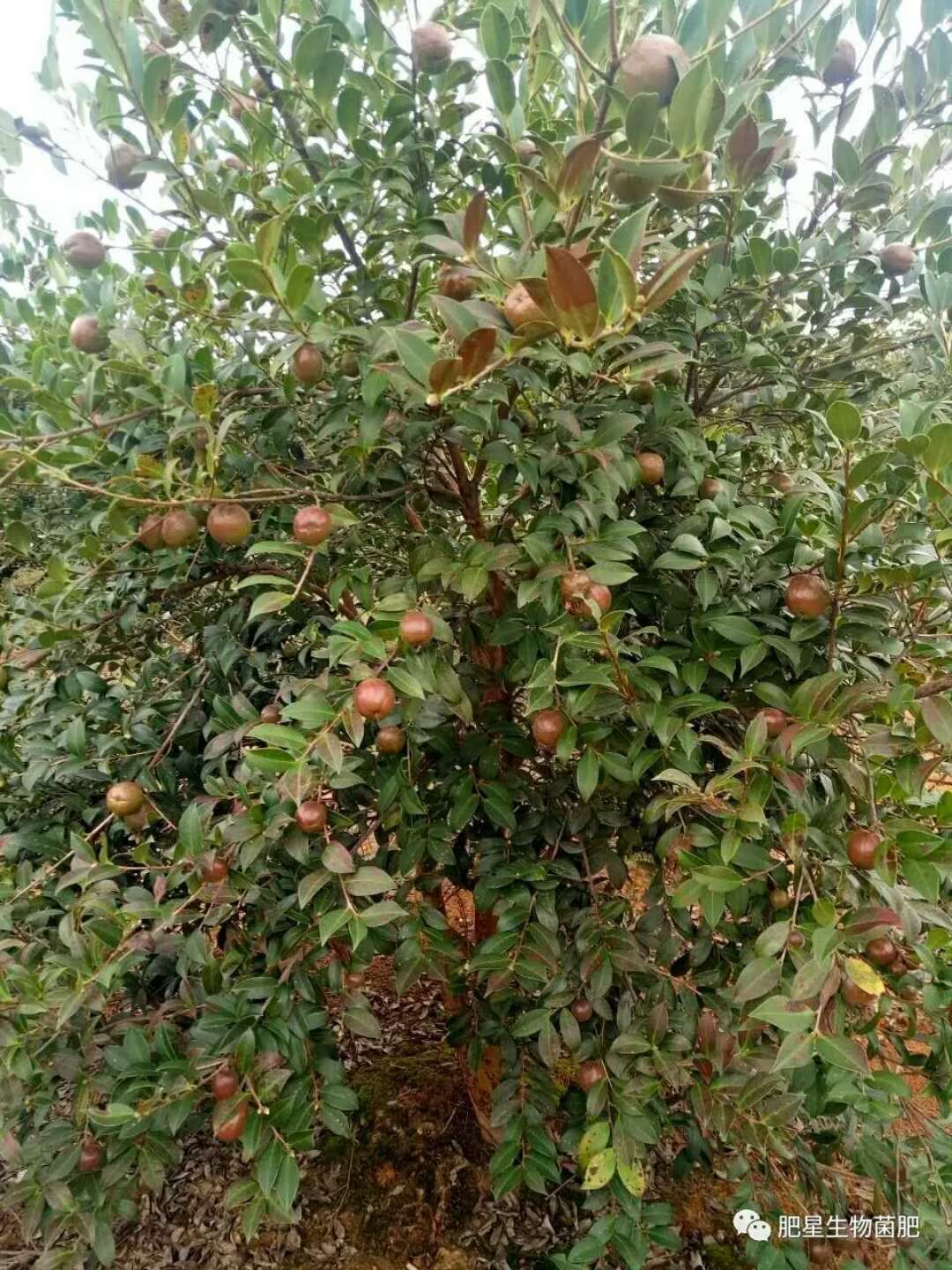 油茶 像小蘋果,這可不是隨便說說的 油茶 像小蘋果,這可不是隨便說說的