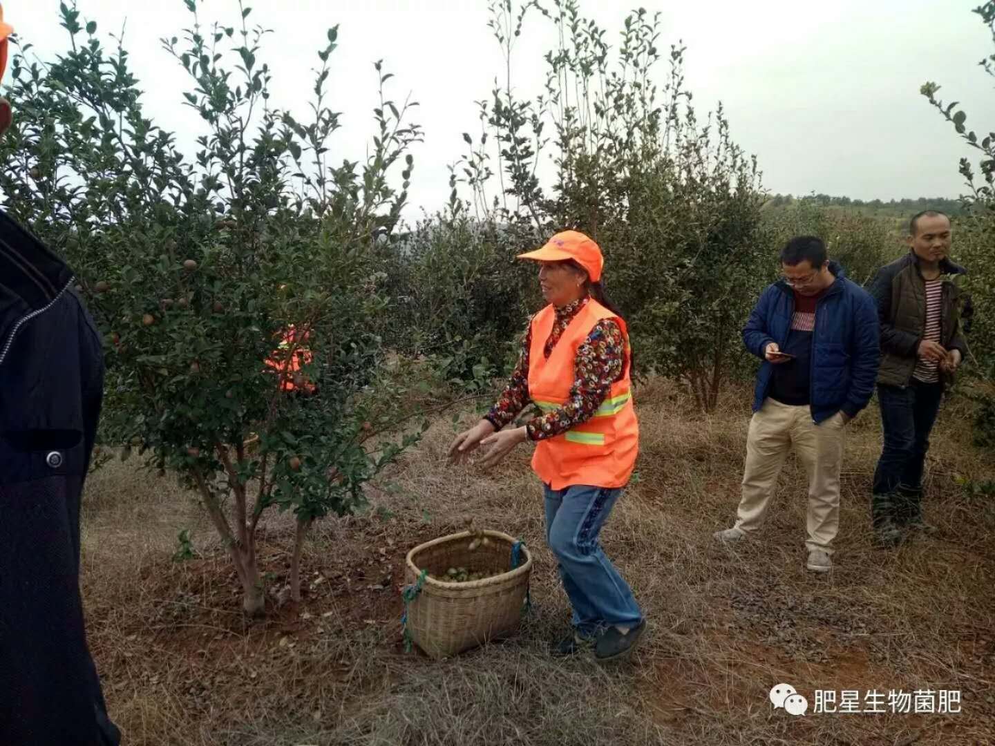 油茶 像小蘋果,這可不是隨便說說的 油茶 像小蘋果,這可不是隨便說說的