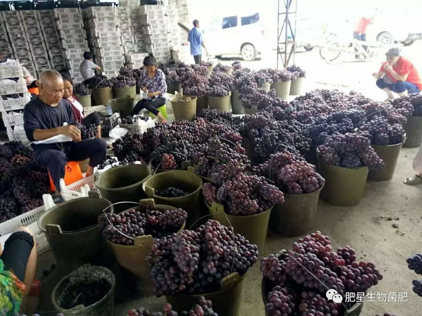 一斤葡萄價格差5元,同是一個園子的葡萄差別怎么這么大? 一斤葡萄價格差5元,同是一個園子的葡萄差別怎么這么大?