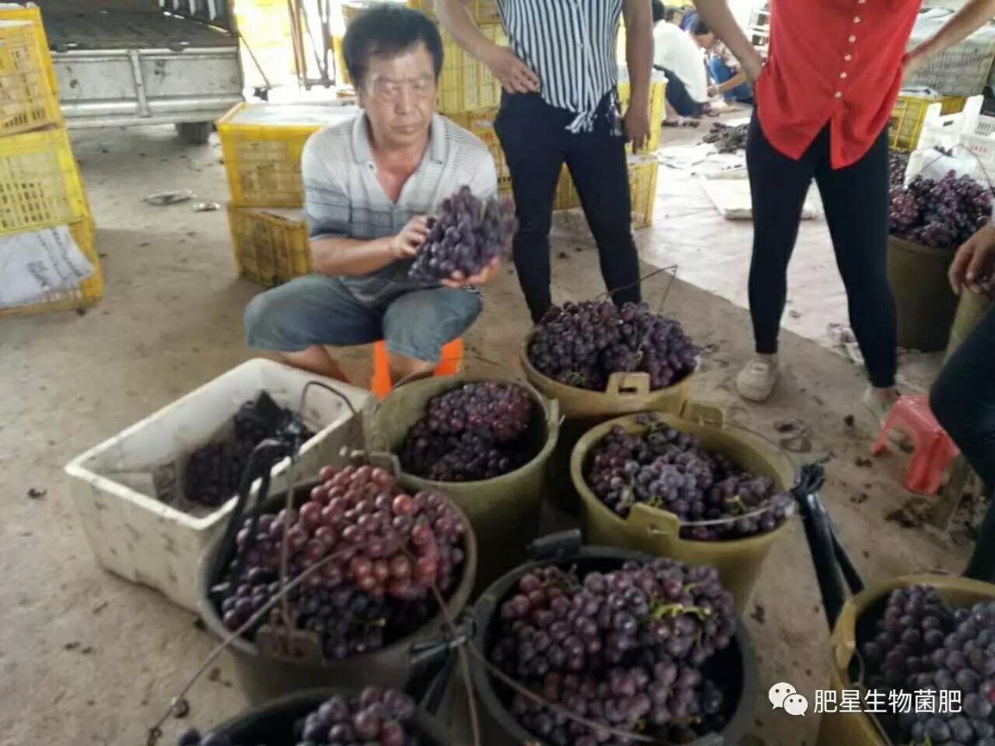 一斤葡萄價格差5元,同是一個園子的葡萄差別怎么這么大? 一斤葡萄價格差5元,同是一個園子的葡萄差別怎么這么大?