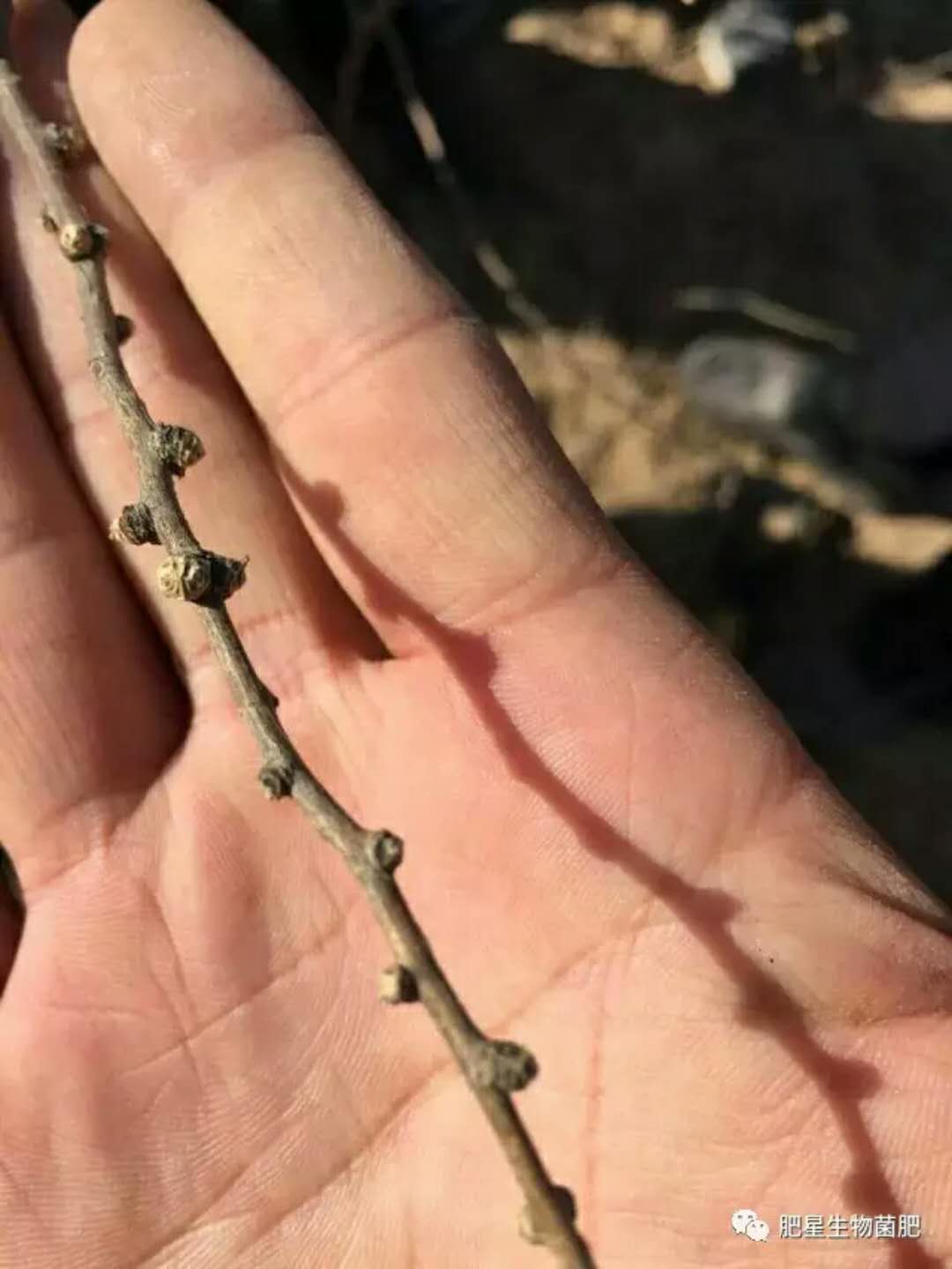 枸杞用肥星,效果來說話 枸杞用肥星,效果來說話