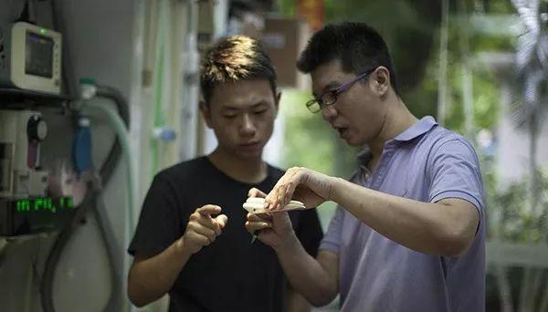南京动物园丹顶鹤断上嘴唇,3D打印钛合金为其修复~ 南京动物园丹顶鹤断上嘴唇,3D打印钛合金为其修复~