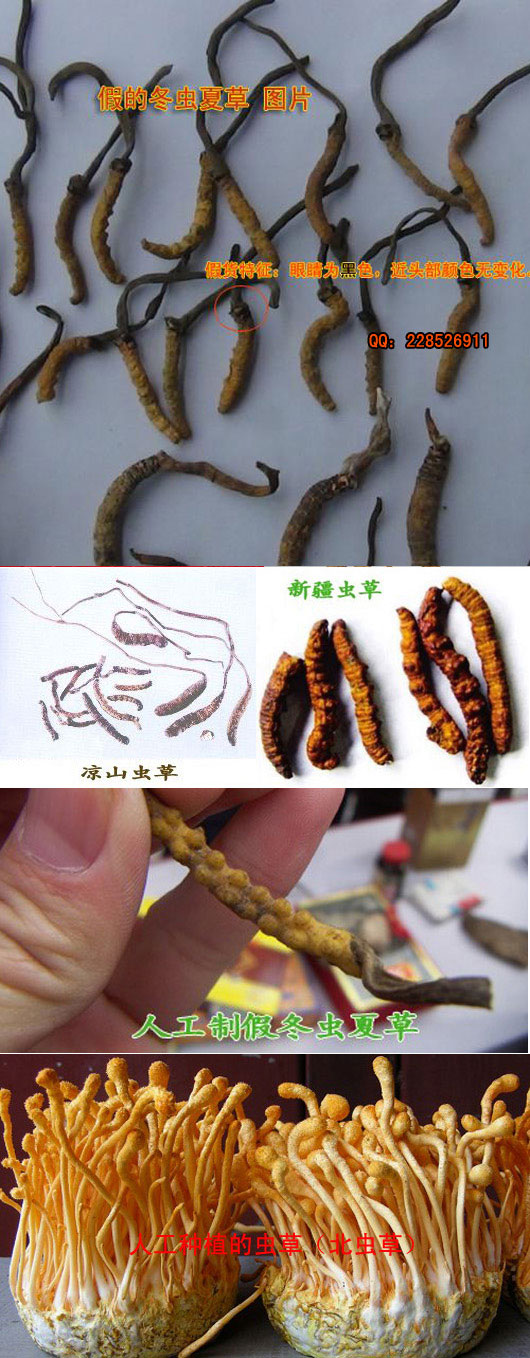 冬虫夏草真假辨别 冬虫夏草真假辨别