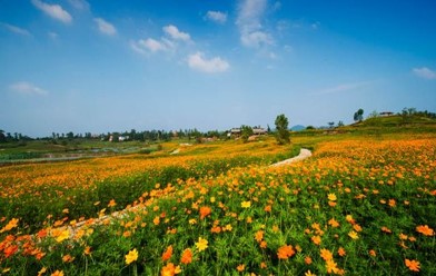 驿都花海