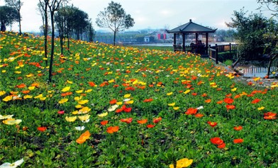 驿都花海