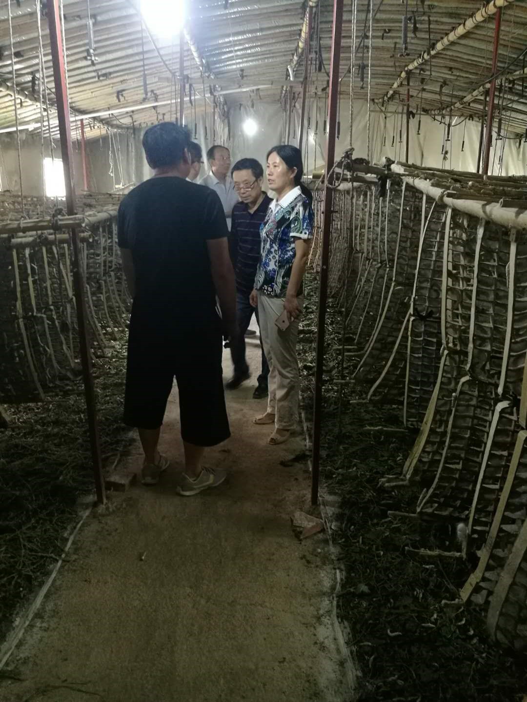 省蚕桑创新团队深入生产一线为广大蚕农排忧解难 省蚕桑创新团队深入生产一线为广大蚕农排忧解难