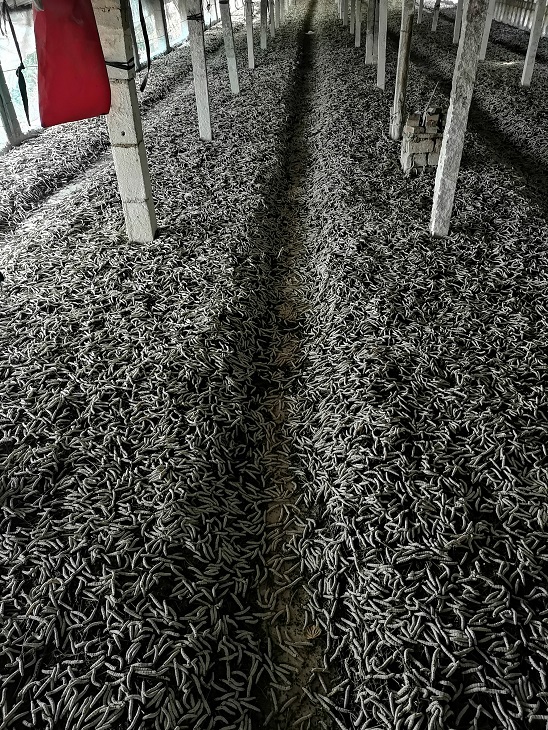 省蚕桑创新团队岗位专家赴莒南调查家蚕发育异常事件 省蚕桑创新团队岗位专家赴莒南调查家蚕发育异常事件