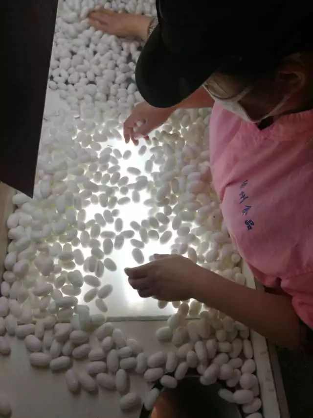 莒县:一个虫变成一条龙 莒县:一个虫变成一条龙
