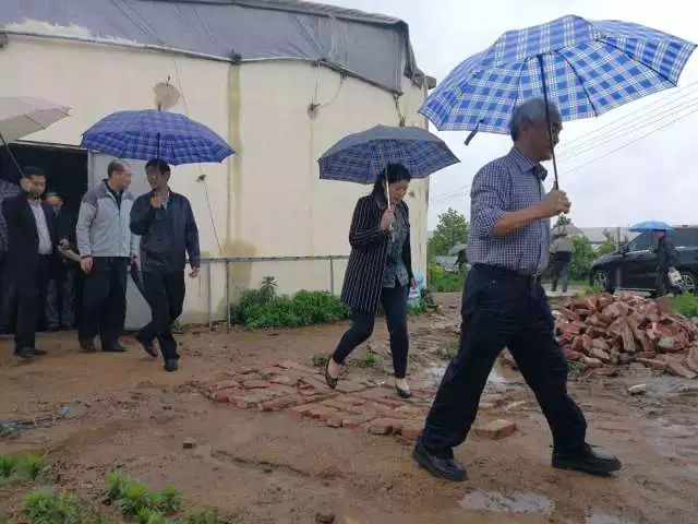 莒县:一个虫变成一条龙 莒县:一个虫变成一条龙